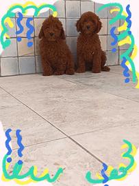 Barboncino Toy pedigree Enci