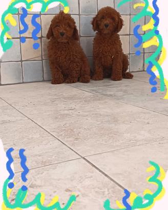 Barboncino Toy pedigree Enci