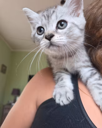 Gattini