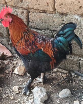 Gallo Marans Nero Ramato