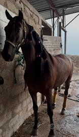 Cavallo andaluso
