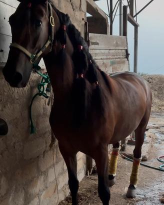 Cavallo andaluso