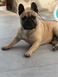 Bulldog francese