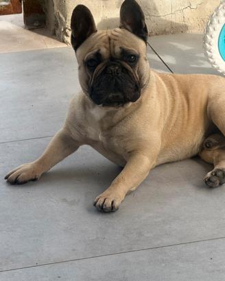 Bulldog francese