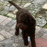Femmina di 9 mesi di Lagotto romagnolo