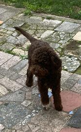 Femmina di 9 mesi di Lagotto romagnolo
