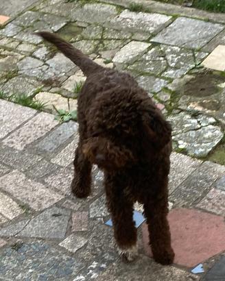 Femmina di 9 mesi di Lagotto romagnolo