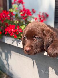 Labrador neri e cioccolato con pedigree BERGAMO