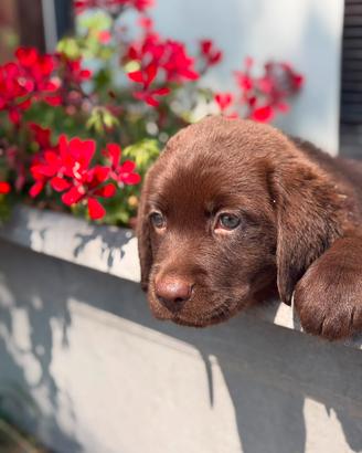 Labrador neri e cioccolato con pedigree BERGAMO