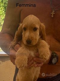Cocker spaniel inglese cuccioli