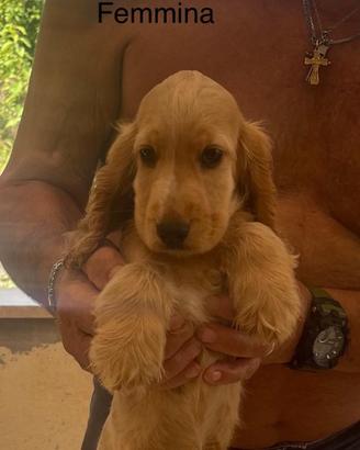 Cocker spaniel inglese cuccioli