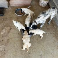 Cuccioli di setter Inglese