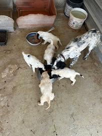 Cuccioli di setter Inglese