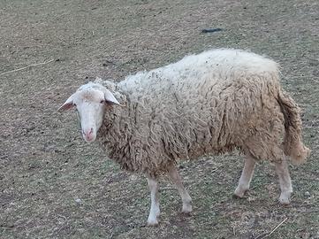 Montone di razza sarda