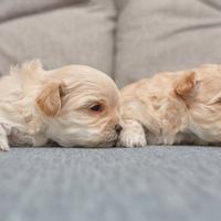 Maltipoo Dip IMMEDIATA