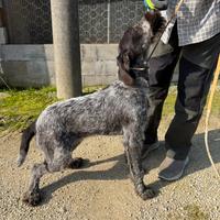 Cucciolo di drahthaar