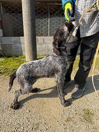 Cucciolo di drahthaar