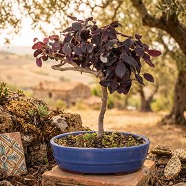 Bonsai di Loropetalum Esemplare Unico 45cm 16 Anni
