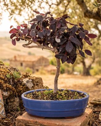 Bonsai di Loropetalum Esemplare Unico 45cm 16 Anni