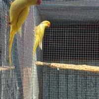 Parrocchetti dal collare giovani 2025