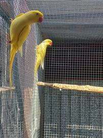 Coppie di parrocchetti dal collare