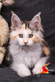 Cucciola di Maine Coon