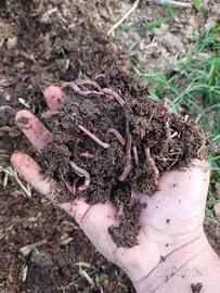 Lombrichi rossi CALI eisenia fetida