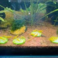 Neocaridine Yellow Golden