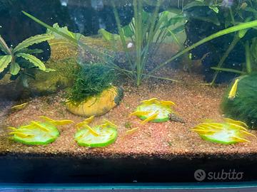 Neocaridine Yellow Golden