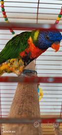 Coppia di Lory arcobaleno 