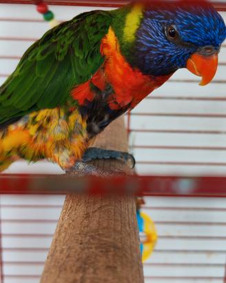 Coppia di Lory arcobaleno 