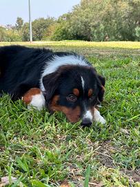 Pastore australiano femmina black tricolor