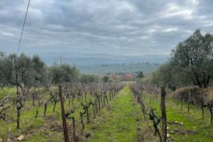 Terreno -vigna San Martino la Palma Firenze
