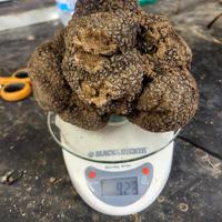 Lagotto romagnolo per monte