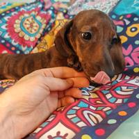 Bassotti femmine kaninchen