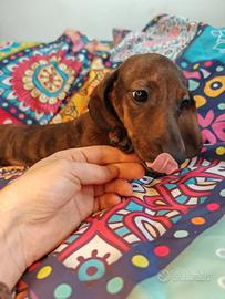 Bassotti femmine kaninchen