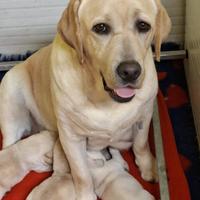 Cuccioli di Labrador disponibili