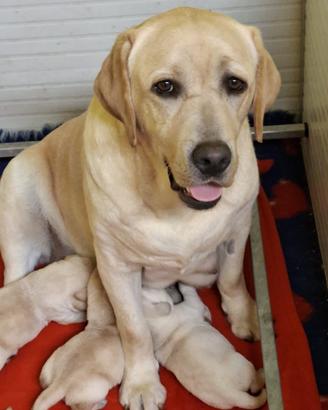 Cuccioli di Labrador disponibili