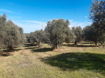 Oliveto produttivo