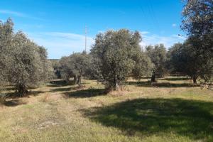Oliveto produttivo