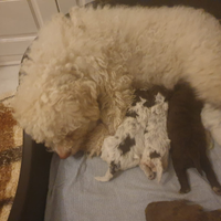 Cuccioli di lagotto romagnolo