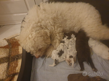 Cuccioli di lagotto romagnolo
