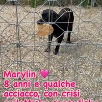 Marylin cagnolina dolcissima sogna una famiglia