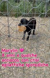 Marylin cagnolina dolcissima sogna una famiglia