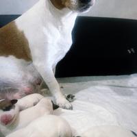 Cucciolata di jack Russel