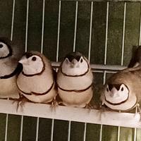 Diamanti di Bichenow