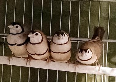 Diamanti di Bichenow