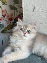 British longhair