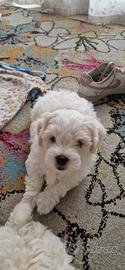 Maltese