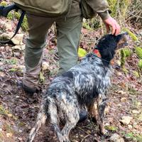 Setter inglese tricolore femmina